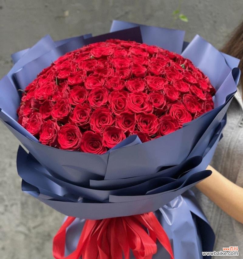 一朵玫瑰的花语是什么?玫瑰朵花代表什么情感?