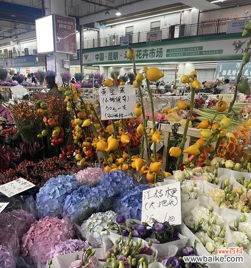 云南花卉种植需要哪些条件？云南花语花卉的种植环境如何？