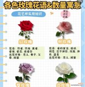 金玫瑰花的花语和寓意是什么？