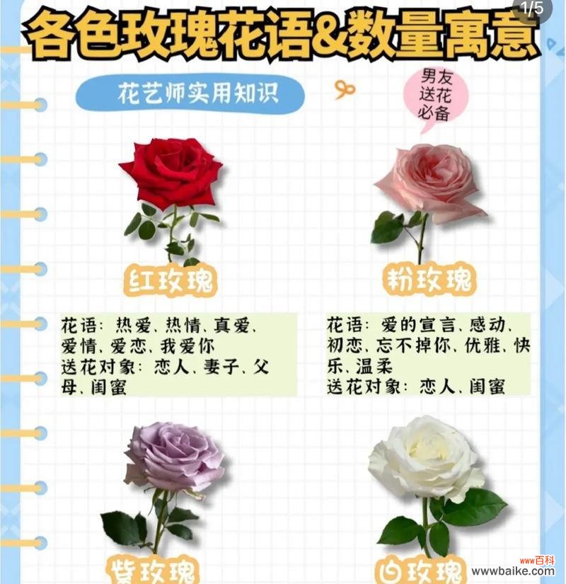 金玫瑰花的花语和寓意是什么?