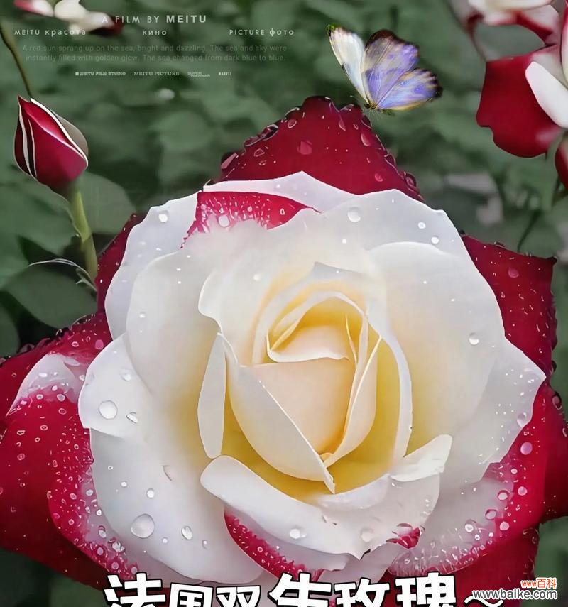 金玫瑰花的花语和寓意是什么?