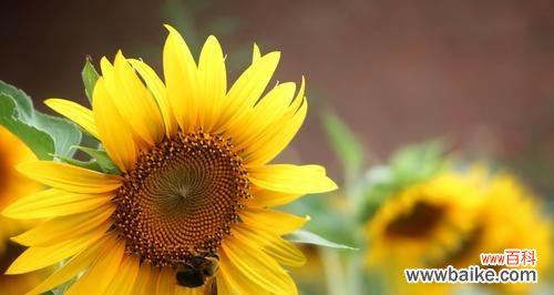 揭开非洲菊背后的花语之谜 非洲菊的花语与意义