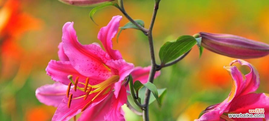 解读粉色百合的深意 粉色百合的花语