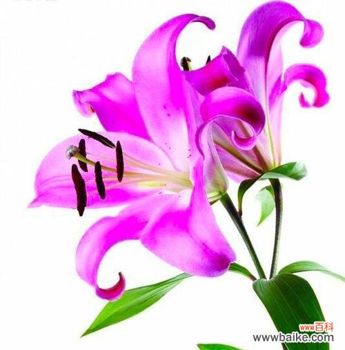 解读粉色百合的深意 粉色百合的花语