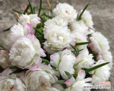 用花语传递深情意义，感受爱情的美妙 粉佳人花语之美丽的爱情