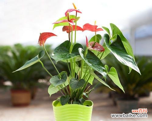 探寻花朵语言中的秘密,解读以粉掌的花语 花开花谢,以粉掌的花语是什么?