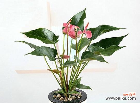 探寻花朵语言中的秘密,解读以粉掌的花语 花开花谢,以粉掌的花语是什么?