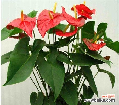 探寻花朵语言中的秘密,解读以粉掌的花语 花开花谢,以粉掌的花语是什么?