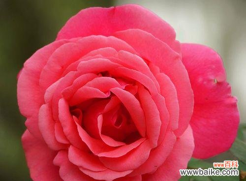 探索粉色月季花的含义与意义 粉色月季花