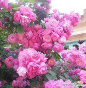 探索粉色月季花的含义与意义 粉色月季花