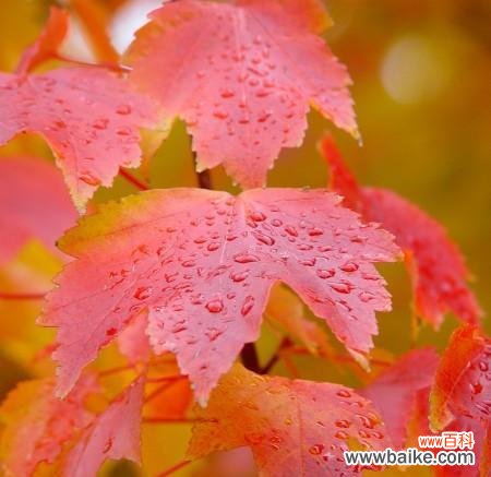 枫叶 枫叶的花语