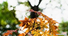 枫叶 枫叶的花语