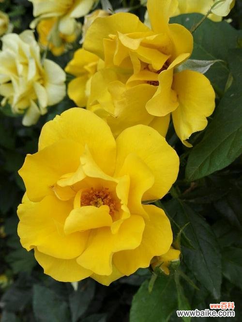 追寻花海中的浪漫梦想 以丰花月季——盛开的美丽与繁荣