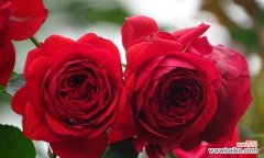 追寻花海中的浪漫梦想 以丰花月季——盛开的美丽与繁荣