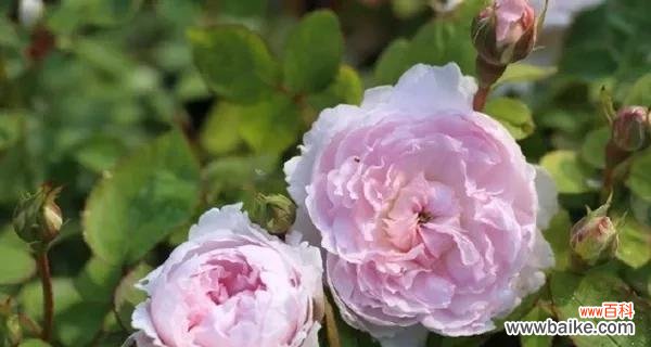 追寻花海中的浪漫梦想 以丰花月季——盛开的美丽与繁荣