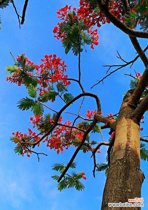 凤凰花的美丽与寓意，传递着爱和重生的力量 凤凰花的花语——爱与重生的象征