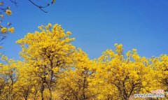 传递希望的花语与美丽诠释 风铃花的花语——寄托心愿的美丽之花