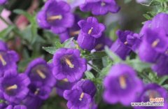 追寻风铃草的神奇传说，揭秘其含义与魅力 风铃草的花语与传说