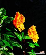 揭秘扶桑花的象征意义与浪漫传说 扶桑花的花语与美丽传说