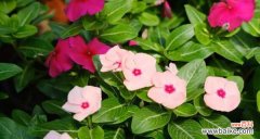 揭开长春花的深层内涵 长春花的花语和寓意