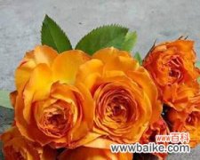 探寻橙色月季花的神秘内涵 橙色月季花的象征意义与传说