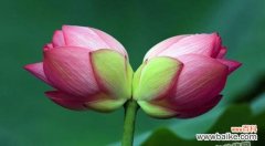 并蒂莲的象征意义及其在文化中的应用 并蒂莲
