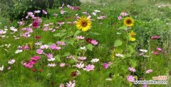 美丽而坚韧 花开岁月，波斯菊的花语