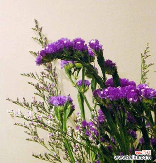 昭示健康与活力的植物之意 以补血草的花语