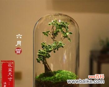 以翠竹的象征意义解读自然中的力量 翠竹