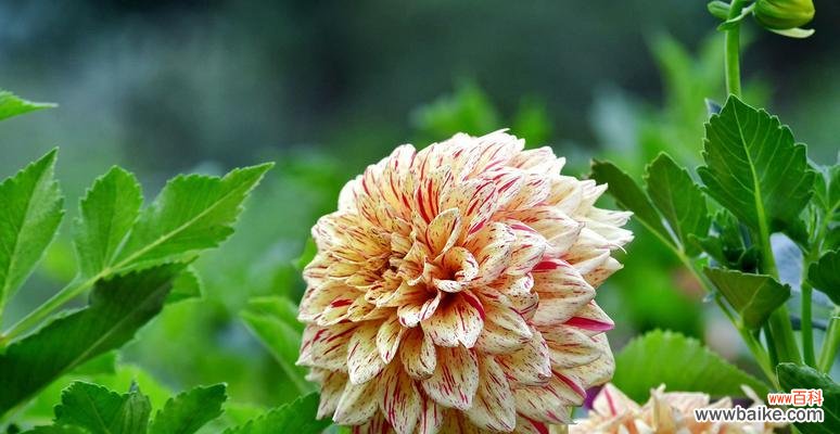 美丽而神秘的大丽花 探寻大丽花的花语与寓意