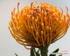 帝王花的花语与意义 帝王花