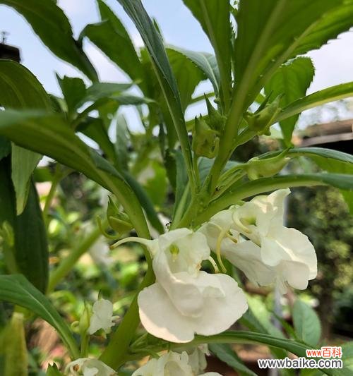 探秘凤仙花的神秘花语,传达温暖与希望 凤仙花之美