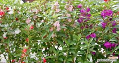 探秘凤仙花的神秘花语，传达温暖与希望 凤仙花之美