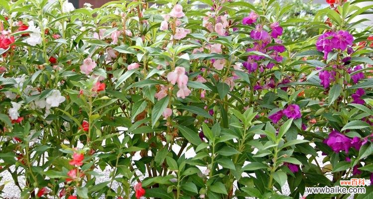 探秘凤仙花的神秘花语,传达温暖与希望 凤仙花之美