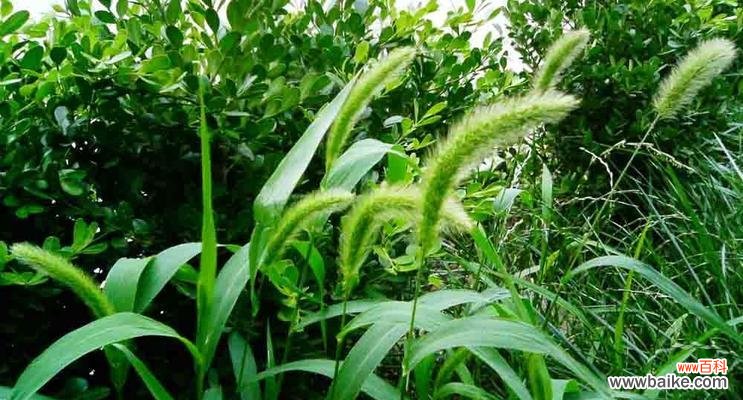 探寻狗尾巴草背后的花语之谜 狗尾巴草的花语与意义