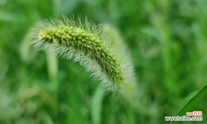 探寻狗尾巴草背后的花语之谜 狗尾巴草的花语与意义