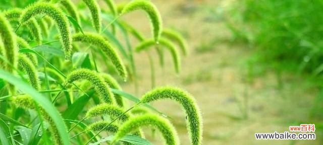 探寻狗尾巴草背后的花语之谜 狗尾巴草的花语与意义