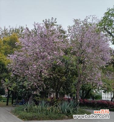 探秘宫粉紫荆花的意义与故事 宫粉紫荆花的花语与美丽传说