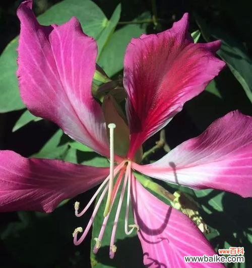 探秘宫粉紫荆花的意义与故事 宫粉紫荆花的花语与美丽传说