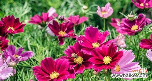 揭示格桑花的花语与意义,传递生命的希望 格桑花