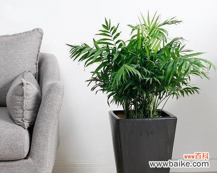 探索椰子所带来的福气与财富 以富贵椰子的寓意为主题