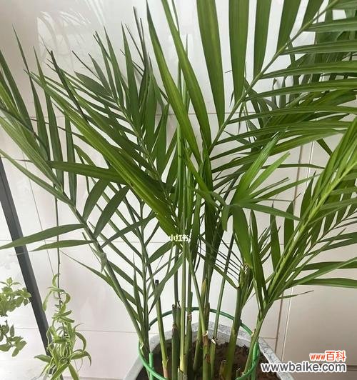 探索椰子所带来的福气与财富 以富贵椰子的寓意为主题