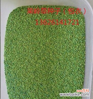 揭秘狗牙根包衣的成因、特点和保健功能 探索狗牙根包衣的意义与用途