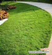 揭秘狗牙根包衣的成因、特点和保健功能 探索狗牙根包衣的意义与用途