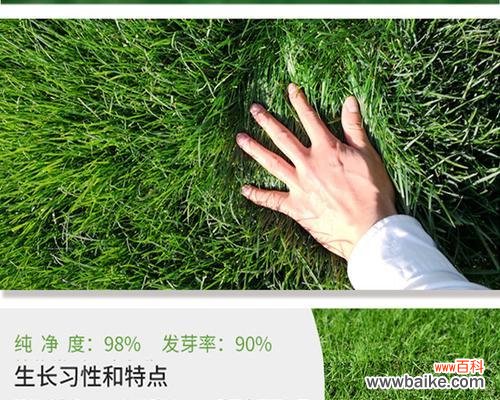 揭秘狗牙根包衣的成因、特点和保健功能 探索狗牙根包衣的意义与用途