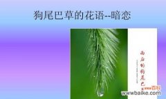 探寻狗尾草的花语，并解读其中蕴含的意义 狗尾草的花语与美好寓意