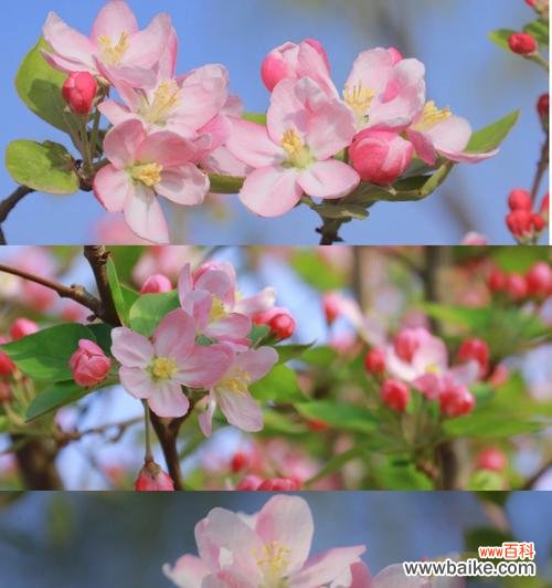 传递美丽与坚韧的力量 海棠的花语