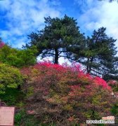 探寻冠径的定义和特点 以冠径是什么意思？