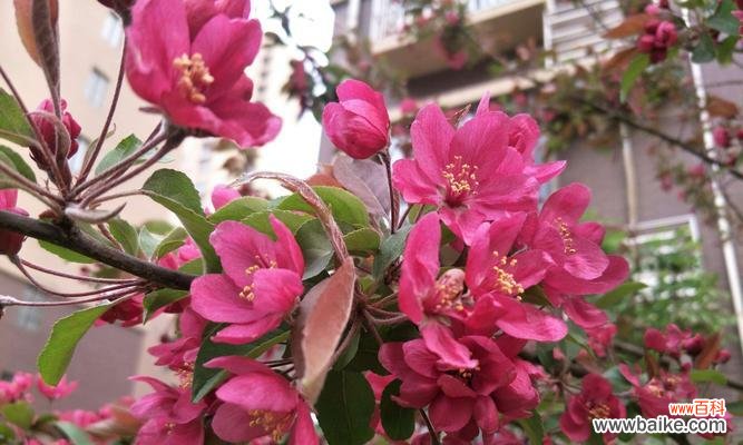 揭开冠幅的神秘面纱,探寻其中蕴含的文化内涵 深入解析冠幅的意义与作用