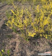 揭开冠幅的神秘面纱，探寻其中蕴含的文化内涵 深入解析冠幅的意义与作用